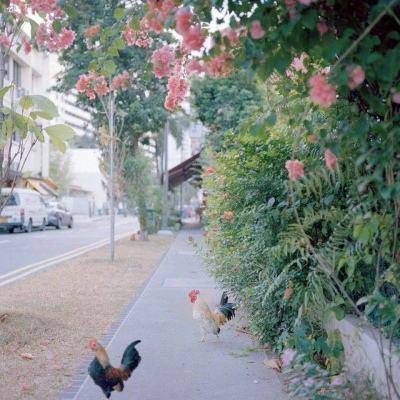 今期澳门三肖三码开一码下载手机版截图